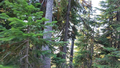 Hike/forest3